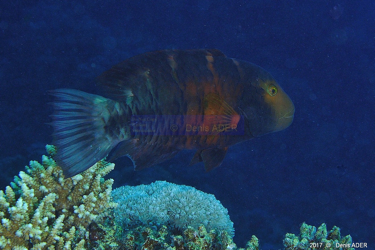 Cheilinus quinquecinctus Labre a poitrine rouge-Safaga Middle reef-5m-20171124-Denis-ADER-DSC_3909_tn.jpg